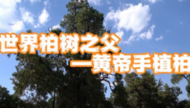 【视频】一眼千年 世界柏树之父 黄帝手植柏